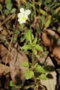 Viola arvensis